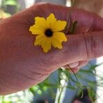Coreopsis leavenworthii Flower