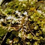 Sedum glaucophyllum Агульны выгляд