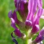 Astragalus onobrychis Virág