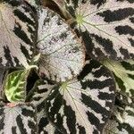 Begonia imperialis Hoja
