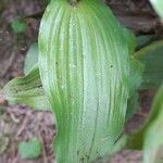 Epipactis helleborine পাতা