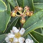 Spiraea nipponica Fruit