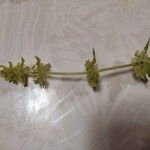 Cruciata laevipes Квітка