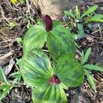 Trillium sessile 叶