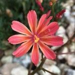Lewisia cotyledon Квітка