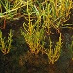 Salicornia europaea Hábito