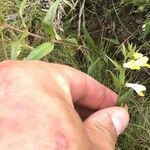 Melampyrum pratense 花