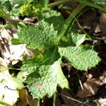 Sanicula crassicaulis Feuille