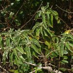 Croton flavens Leaf