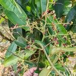 Ardisia compressa Fruit