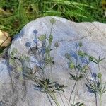 Potentilla virgata Fruto