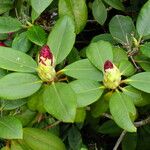 Rhododendron catawbiense Blatt