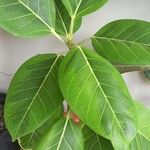 Ficus benghalensis Folla
