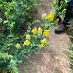 Linaria dalmatica Flower