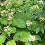 Hydrangea involucrata Λουλούδι