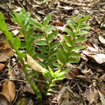 Appendicula reflexa Habit