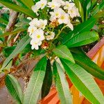 Plumeria alba Flor