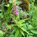 Desmodium canadense Blatt