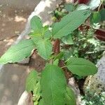 Ocimum tenuiflorum Leaf