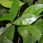 Cynometra retusa Hoja