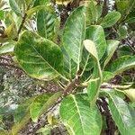 Ficus lutea Levél