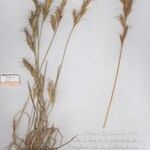 Bromus lanceolatus Хабит