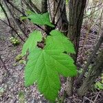 Acer spicatum برگ