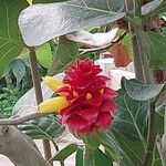 Costus barbatus Λουλούδι