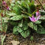 Erythronium dens-canis List