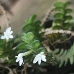 Angraecum distichum Flower