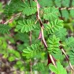 Rosa omeiensis Blatt