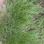 Zoysia matrella 整株植物