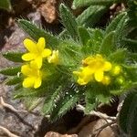 Neatostema apulum Flower