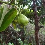 Syzygium longifolium Fruct