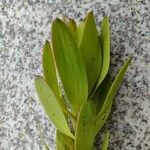 Leucadendron laureolum Foglia