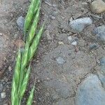 Bromus commutatus Flor