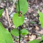 Euonymus americanus 葉