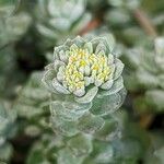 Sedum spathulifolium Květ