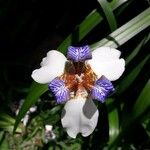 Neomarica gracilis 花
