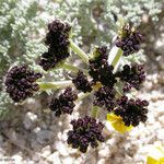 Lomatium mohavense Кветка