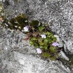 Cymbalaria muralis Leaf