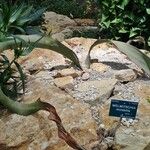 Welwitschia mirabilis Hábito