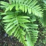 Polypodium californicum Hoja