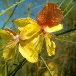 Genista aetnensis Kvet