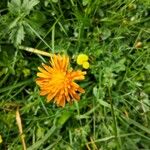 Crepis aurea Çiçek