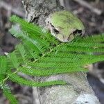 Mimosa tenuiflora Hoja