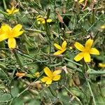 Lactuca muralis Flower