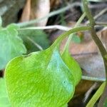Aichryson divaricatum Hoja