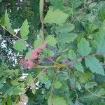 Koelreuteria paniculata Φύλλο