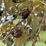 Lagunaria patersonia Vaisius